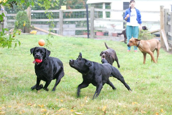 Otis & Buddy after the ball with Branston and Simba in hot pursuit
Otis always has an eye for the ball however many he has in his mouth but Buddy is really focused and won't be thwarted.  Branston and Simba were slightly slower off the mark.
Λέξεις-κλειδιά: Otis Buddy Branston Simba Black Labrador Chocolate Labrador Rhodesian Ridgeback ball