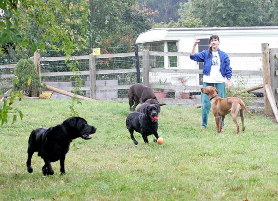 Otis Buddy Holly Branston Simba and the ball
Ključne besede: Otis Buddy Holly Branston Simba Black Labrador Chocolate Labrador Rhodesian Ridgeback balls