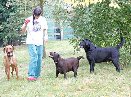 A rose between two thorns
Holly, Cole and Kila waiting for the ball
Keywords: Holly Cole Kila Chocolate Labrador Black Labrador Rhodesian Ridgeback ball