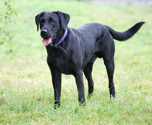 Harvey waiting for the ball
Anahtar kelimeler: Harvey Black Labrador ball Lucies Farm luxury dog hotel