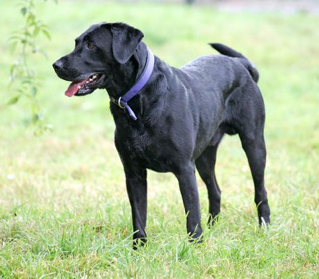 Harvey waiting and watching
Ključne besede: Harvey Black Labrador Lucies Farm luxury dog hotel
