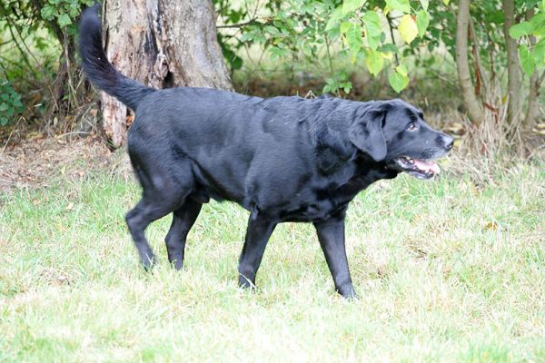 Cole having a mooch
Cole isn't really into ball playing.  He prefers to mooch getting all the smells
Schlüsselwörter: Cole Black Labrador ball Lucies Farm luxury dog hotel smell