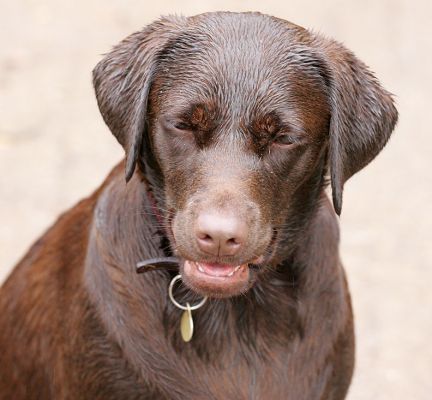 Holly
She was looking so cute, and the moment I put the camera up to my eye --- zap, down goes her face.  
Anahtar kelimeler: Holly Chocolate Labrador dog