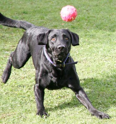 Harvey eye on the ball
Harvey is now an ace ball player and can catch the ball mid-flight.  This is is favourite ball.
Keywords: Harvey Black Labrador ball luxury dog hotel
