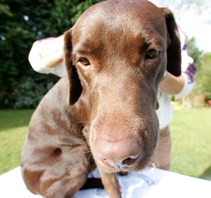 Branston Having A Massage
Klíčová slova: Branston dog massage Chocolate Labrador dog resort Ritz Canine