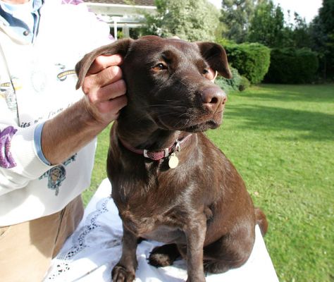 Holly Having A Massage
Ключови думи: Holly Choclate Labrador dog massage ears Vic Ritz Canine Lucies Farm