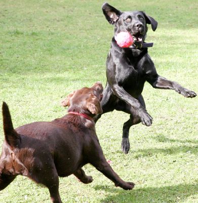 Harvey and Branston going for the ball
Keywords: Harvey Branston Black Labrador Chocolate Labrador ball