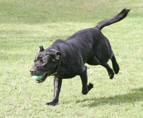 Buddy catching the ball mid-air - his favourite trick
Ključne besede: Buddy Black Labrador ball Lucies Farm luxury dog hotel