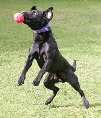 Harvey catching his ball mid-air - a new trick
Palabras clave: Harvey Black Labrador ball trick