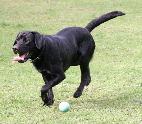 Buddy going for his ball
Experts say that dogs don't see colour.  In our experience they only go for the ball they chose.  Other colour balls are ignored
Ключові слова: Buddy Black Labrador colour ball