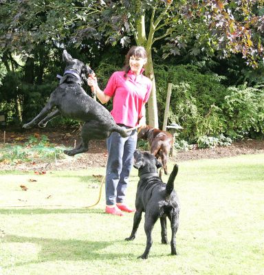 Harvey and the water hose - his favourite plaything
Palabras clave: Harvey Buddy Holly Branston Black Labrador Chocolate Labrador water hose plaything