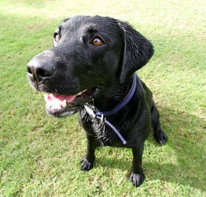 Harvey looking cute!
Ключові слова: Harvey Black Labrador Lucies Farm luxury dog hotel