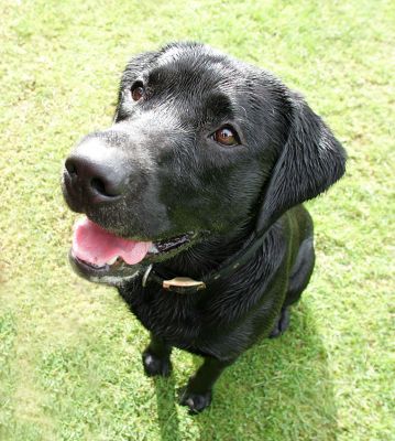 Buddy waiting for cookie or ball?!
How to tell the difference?  Buddy is sitting.  He is, therefore, waiting for a cookie.  He NEVER sits for the ball.
Ключові слова: Buddy Black Labrador cookie ball