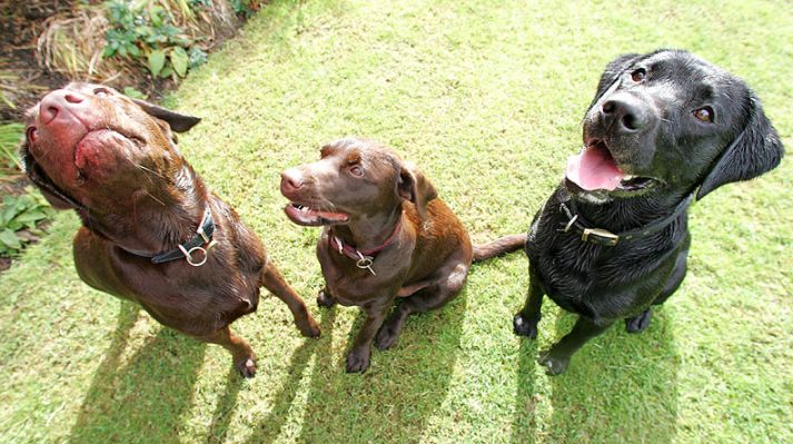 Buddy, Holly & Branston waiting for their cookies
Ključne besede: Buddy Holly Branston Black Labrador Chocolate Labrador cookies