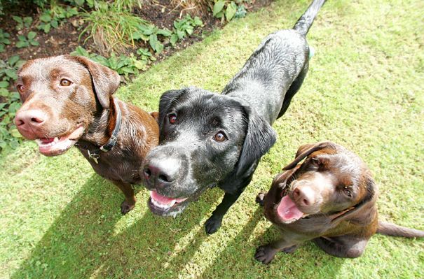 Buddy, Holly & Branston expectantly awaiting cookie delivery
Ključne besede: Holly Branston Buddy Black Labrador Chocolate Labrador cookies