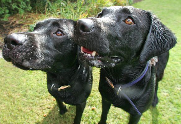 Harvey and Buddy watching the cookie like hawks!
Ključne besede: Harvey Buddy Black Labradors cookie hawks