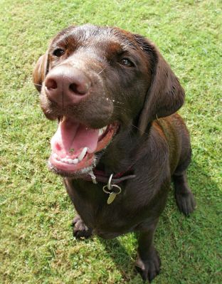 Happy Holly
Ključne besede: Holly Chocolate Labrador dog kennel dog boarding Lucies Farm dog resort