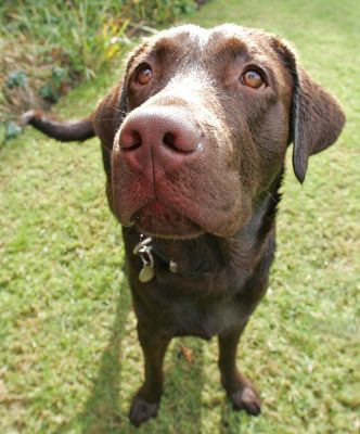 Branston
Ключові слова: Branston Chocolate Labrador dog kennel dog boarding Lucies Farm