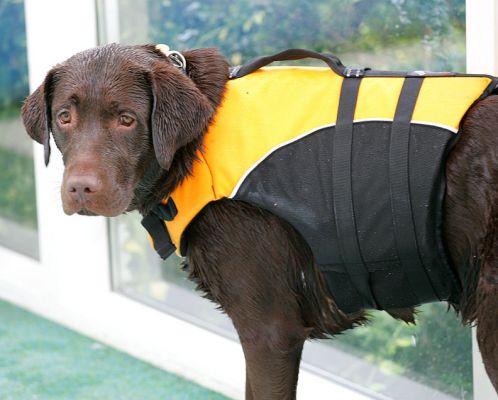 Branston in His Life Jacket
Ready for his doggie swim --- er, canine hydrotherapy.
Keywords: Branston dog life jacket dog swim canine hydrotherapy Lucies Farm Ritz Canine