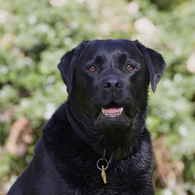 Waiting for action ..........
Anahtar kelimeler: Dog Dogs Labrador Otis