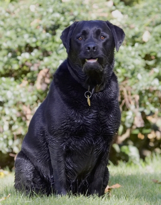........ still waiting
Keywords: Dog Dogs Labrador Otis