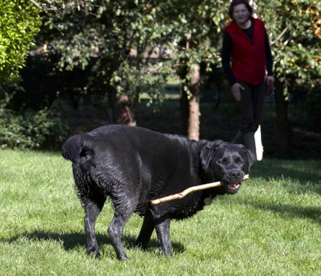 Hey, look, I caught it
Ключові слова: Dog Dogs Labrador Otis