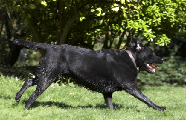 Got to see a dog about a ..........
Ключові слова: Dog Dogs Labrador Otis