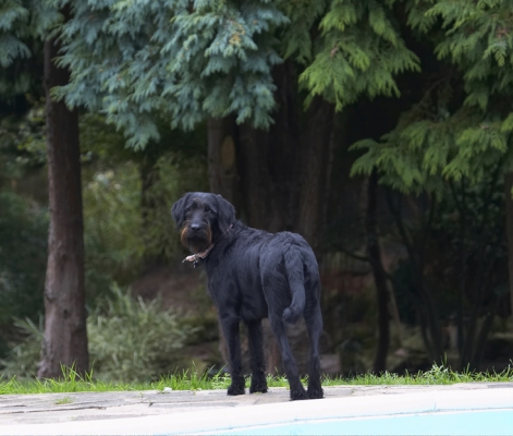 You want something.........
Λέξεις-κλειδιά: Dog Dogs Fizz Labradoodle
