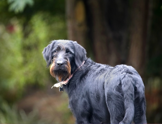 .... well, what!
Palabras clave: Dog Dogs Fizz Labradoodle
