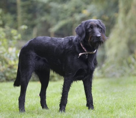 Jus' checking things out
Palabras clave: Dog Dogs Fizz Labradoodle