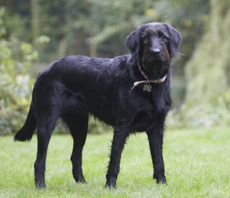 I'll do something in a minute
Palabras clave: Dog Dogs Fizz Labradoodle