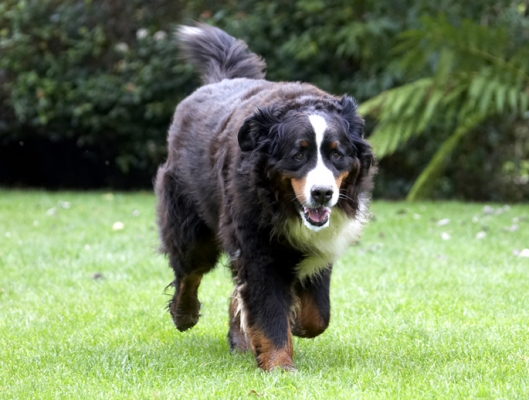 I'm off to explore
Anahtar kelimeler: Bernese Mountain Dog Dogs Murphy