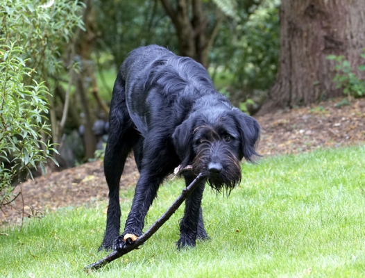 I've just gotta pull on this stick .........
Palabras clave: Dog Dogs Fizz Labradoodle