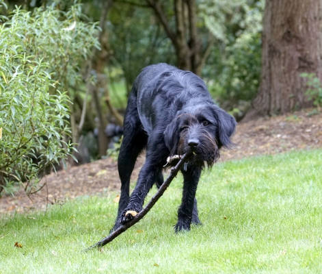............ really hard
Palabras clave: Dog Dogs Fizz Labradoodle