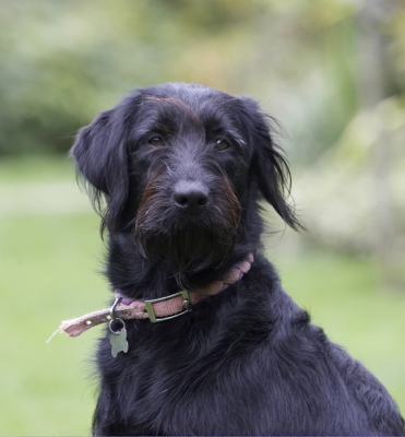 No, I don't feel like smiling
Palabras clave: Dog Dogs Fizz Labradoodle