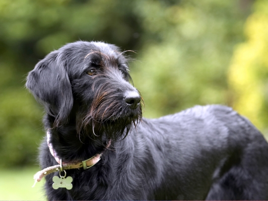 Wot's going on over there?
Ključne besede: Dog Dogs Fizz Labradoodle
