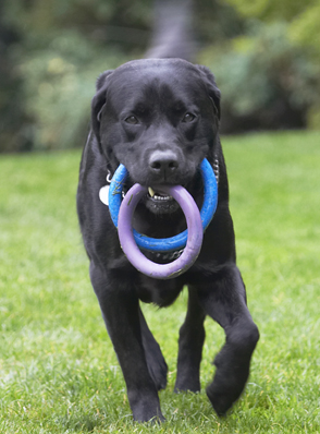 Still got a grip
Ключови думи: Dog Dogs Labrador Otis Play Playing Playtime Run Running