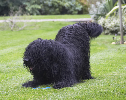 It's playtime!!
Anahtar kelimeler: Briard Dog Dogs Mortimer Morty Play Playing Playtime