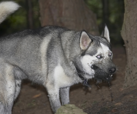The muckier the better
Trefwoorden: Dog Dogs Husky Play Playing Playtime Reeba Run Running