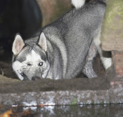 Don't let mum and dad see me like this
Keywords: Dog Dogs Husky Play Playing Playtime Reeba Run Running