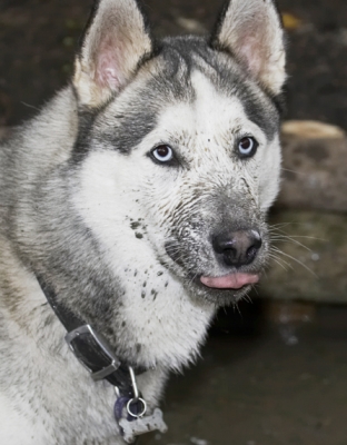 A face pack is good for the fur doncha know
Keywords: Dog Dogs Husky Play Playing Playtime Reeba Run Running Tongue