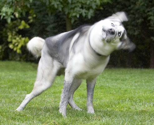 Time for a spin dry
Ključne besede: Dog Dogs Husky Play Playing Playtime Reeba Run Running