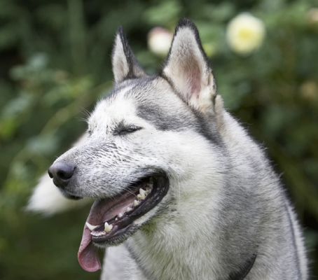 Time out
Ключови думи: Dog Dogs Husky Play Playing Playtime Reeba Run Running Tongue