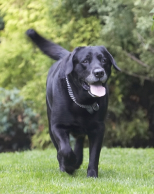 Better go find the action
Λέξεις-κλειδιά: Cole Dog Dogs Labrador Labradors Tongue