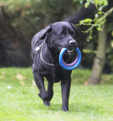 You can never have too many toys
Anahtar kelimeler: Dog Dogs Labrador Otis Play Playing Playtime Run Running