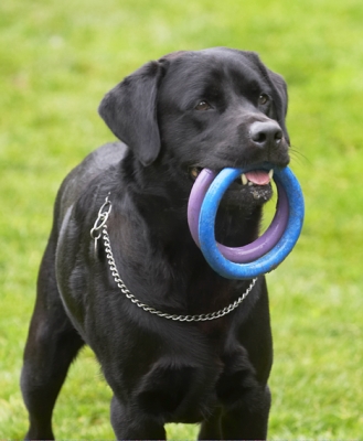 And, I'm hanging on to these
Ključne besede: Dog Dogs Labrador Otis Play Playing Playtime Run Running