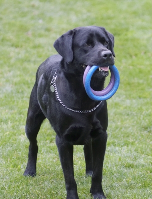I might lose them if I don't keep them safe
Schlüsselwörter: Dog Dogs Labrador Otis Play Playing Playtime Run Running