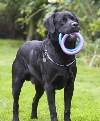 I might take them home with me
Keywords: Dog Dogs Labrador Otis Play Playing Playtime Run Running