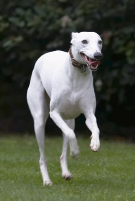 Jus' jumping for joy
Keywords: Dog Dogs Leap Leaping Mabel Play Playing Playtime Run Running Tongue Whippet