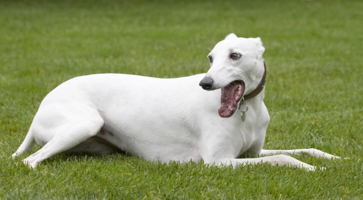 I'm exhausted
Anahtar kelimeler: Dog Dogs Lying Mabel Play Playing Playtime Whippet